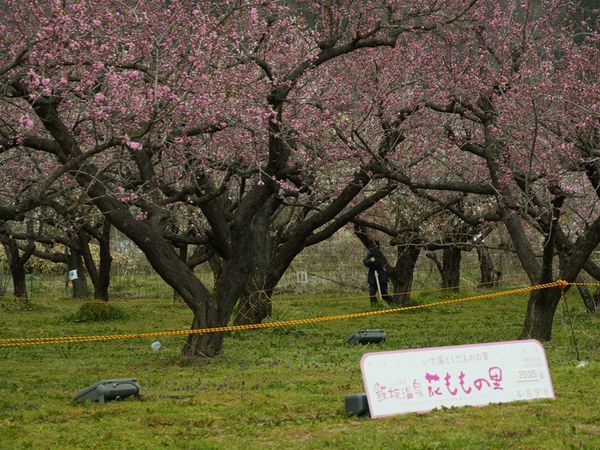 ▲▼福島景點。飯坂溫泉 交通景點票券︱鯖湖湯、波來湯、舊堀切邸、桃花之里。（圖／部落客WISELY`s 拍拍照寫寫字授權提供）