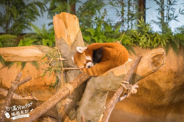 ▲▼沖繩名護自然動植物公園。（圖／部落客滿分的旅遊札記授權提供）