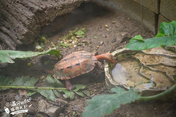▲▼沖繩名護自然動植物公園。（圖／部落客滿分的旅遊札記授權提供）
