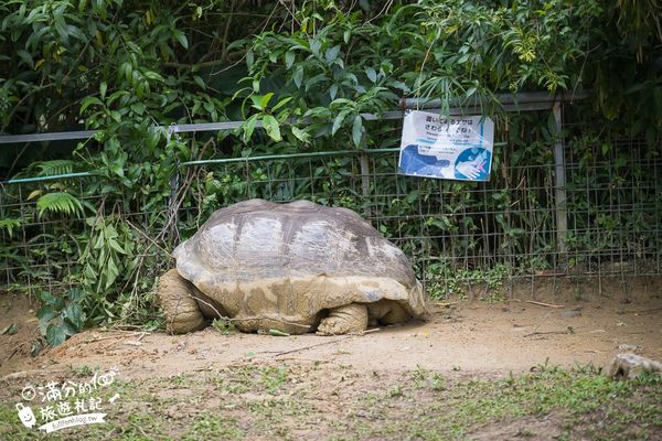 ▲▼沖繩名護自然動植物公園。（圖／部落客滿分的旅遊札記授權提供）