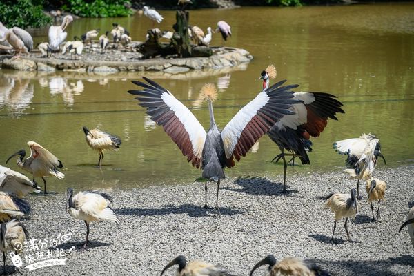 ▲▼沖繩名護自然動植物公園。（圖／部落客滿分的旅遊札記授權提供）