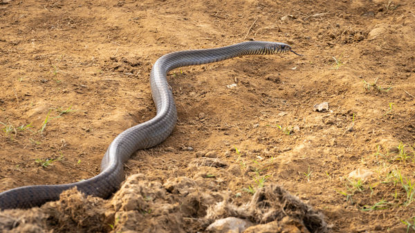 ▲▼蛇,鼠蛇,Rat snake。（示意圖／達志影像）