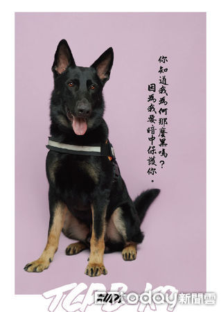 ▲。（圖／臺中市政府警察局警犬隊提供）