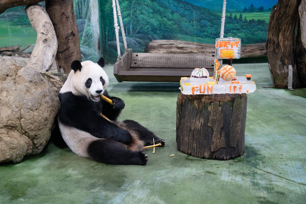 貓熊圓寶5歲慶生。（圖／台北市立動物園提供）